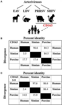 Potential arteriviral spillover: An emerging threat to public health?